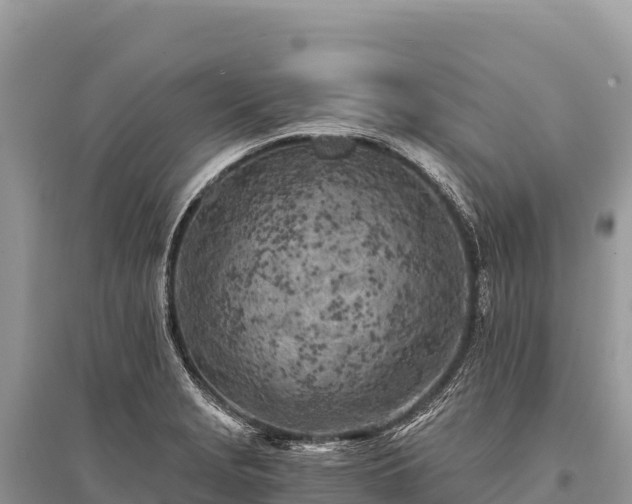 X0000096181229200801251208