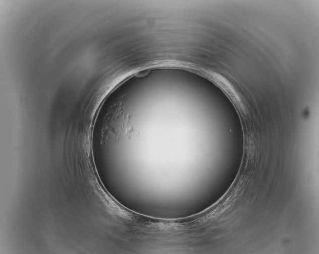 X0000096181244200801251208