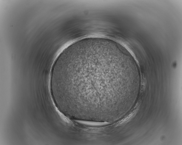 X0000096181245200801251208
