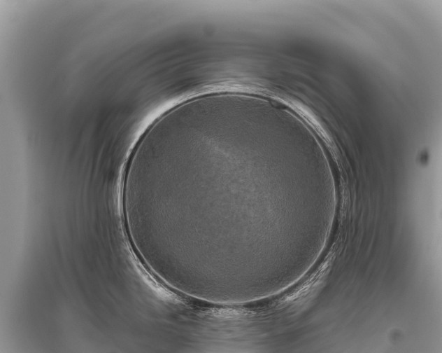 X0000096181246200801251208