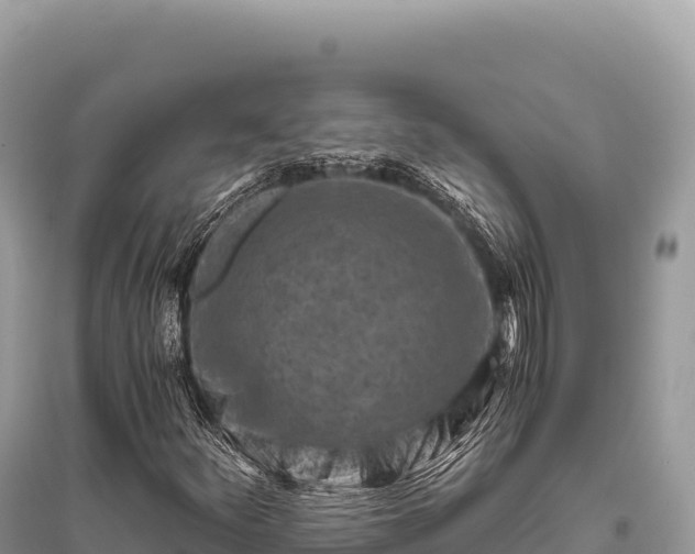 X0000096181252200801251207