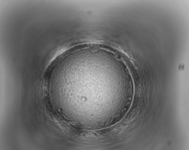 X0000096181255200801251207
