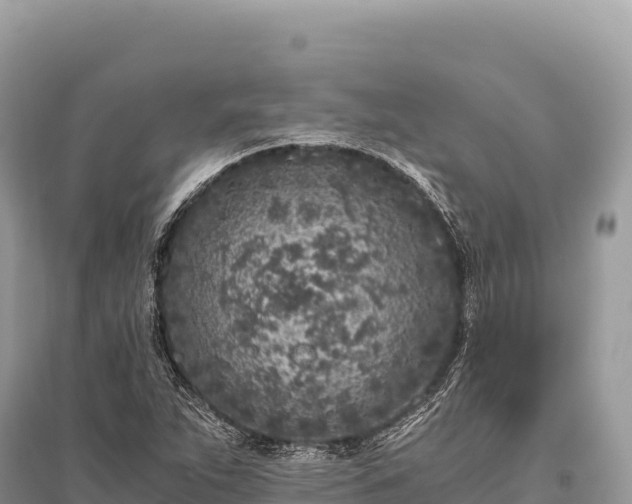 X0000096181263200801251207