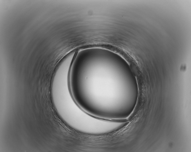 X0000096181265200801251207