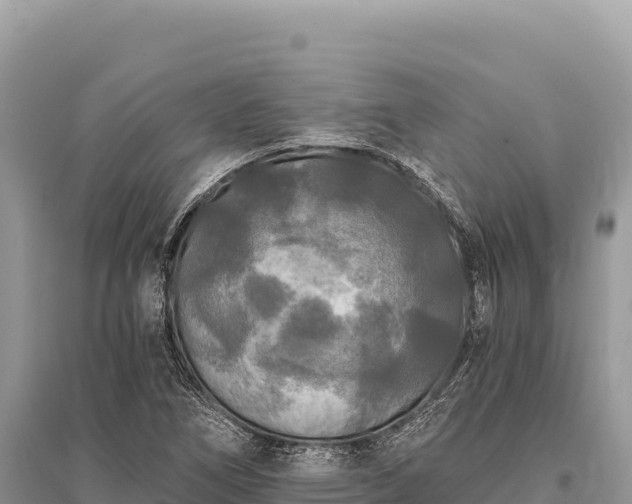 X0000096181266200801251207
