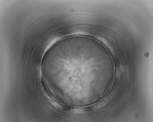 X0000096181274200801251207
