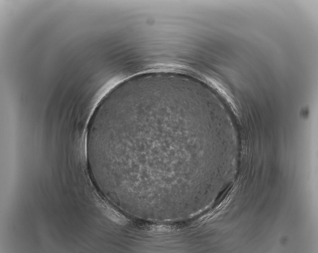 X0000096181275200801251207