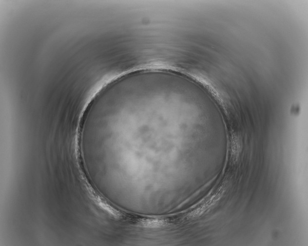 X0000096181278200801251207