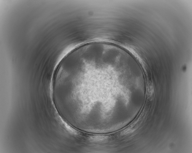X0000096181294200801251207