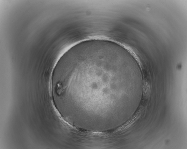 X0000096181295200801251207