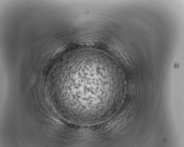 X0000096181297200801251206