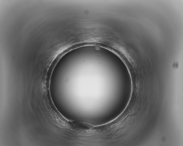 X0000096181308200801251206