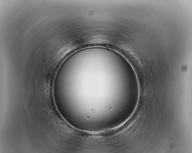X0000096181313200801251206