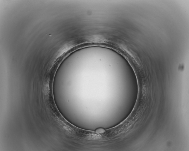 X0000096181315200801251206