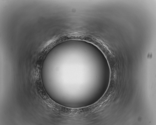 X0000096181350200801251206