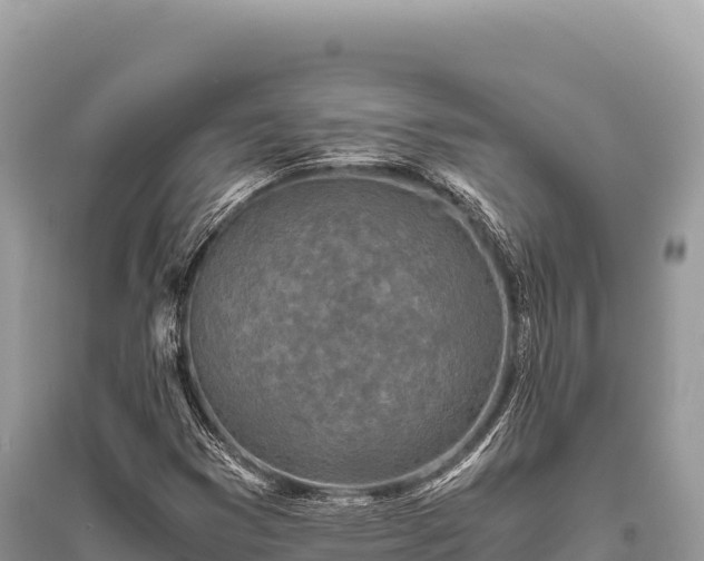 X0000096181353200801251206