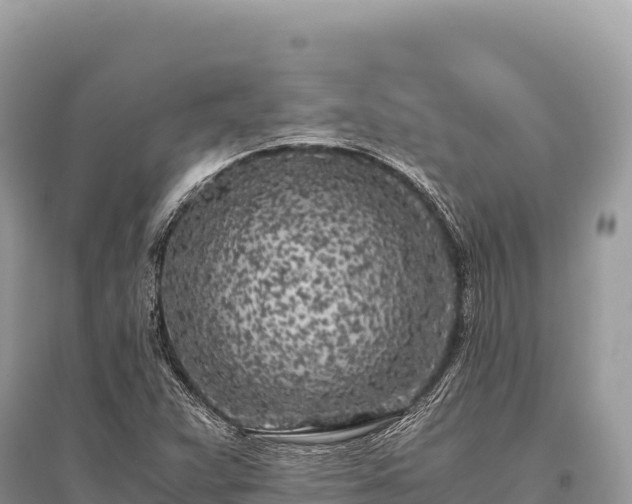 X0000096181359200801251206