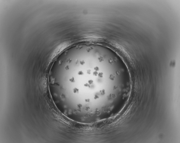 X0000096181362200801251206