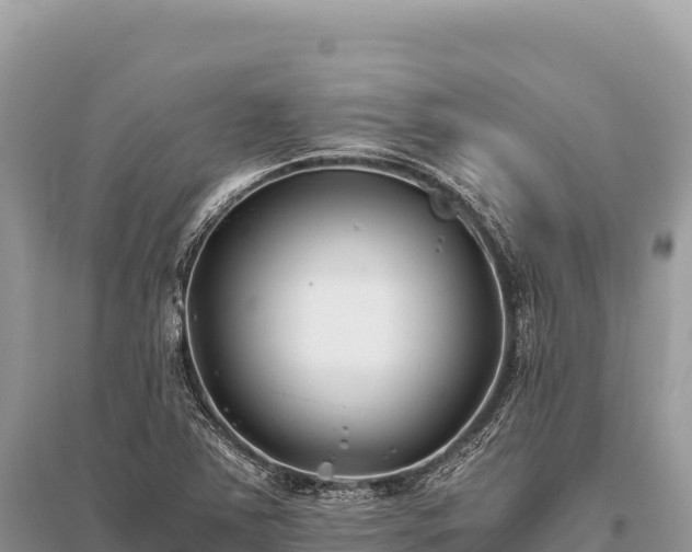 X0000096181363200801251206