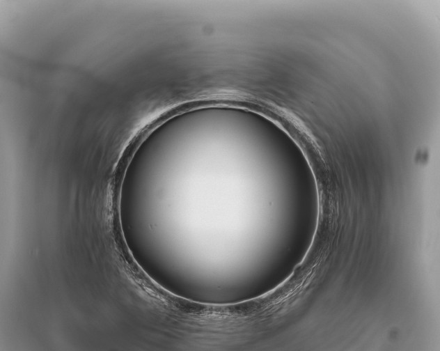 X0000096181364200801251206