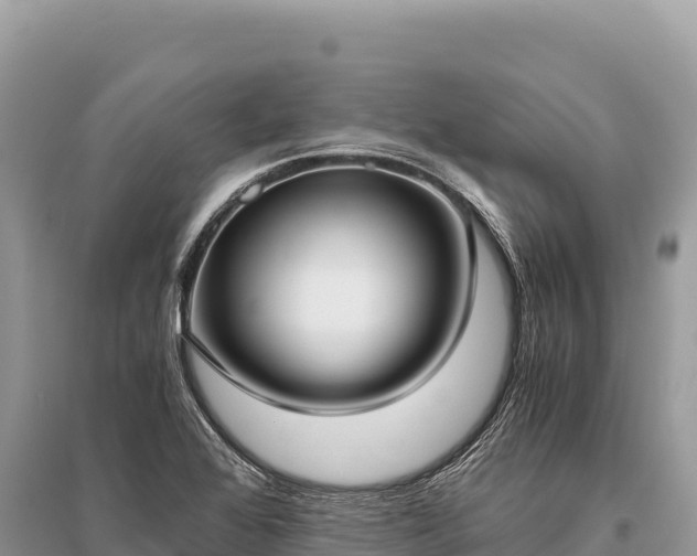 X0000096181368200801251205