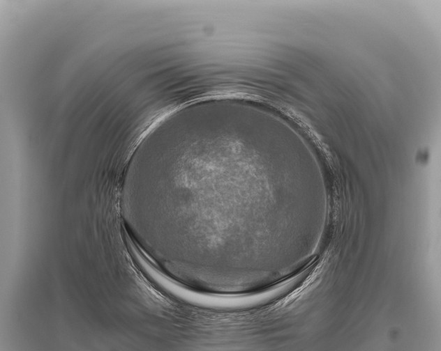 X0000096181369200801251205