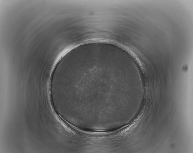 X0000096181373200801251205