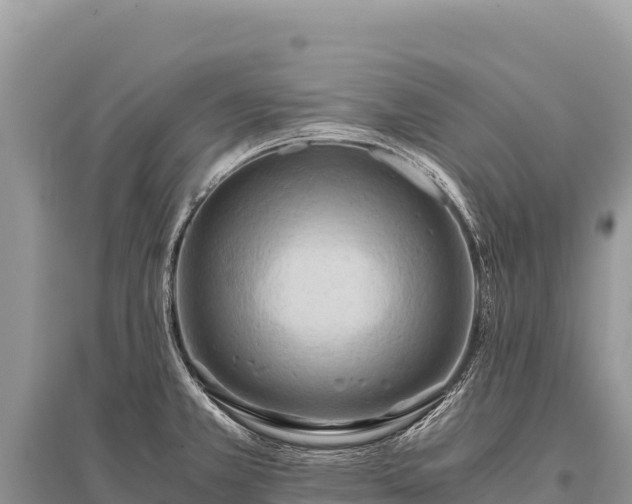 X0000096181381200801251205