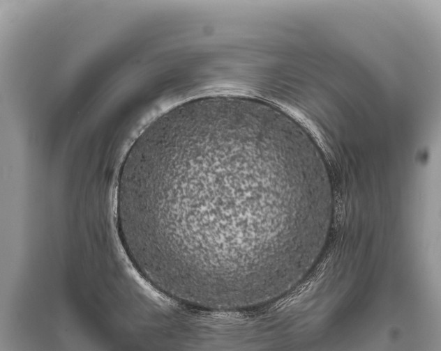 X0000096181383200801251205