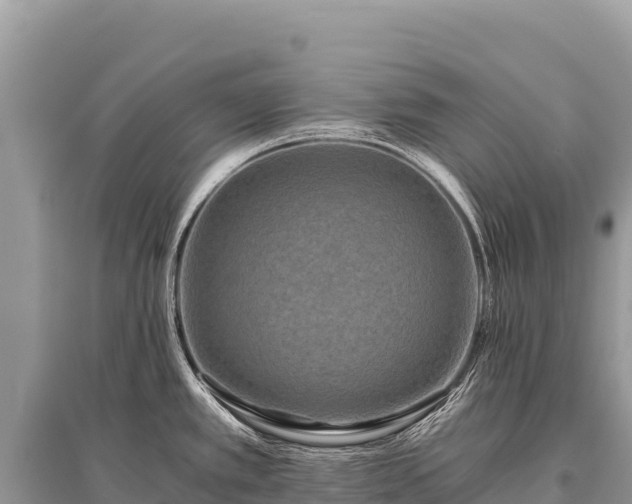 X0000096181389200801251205