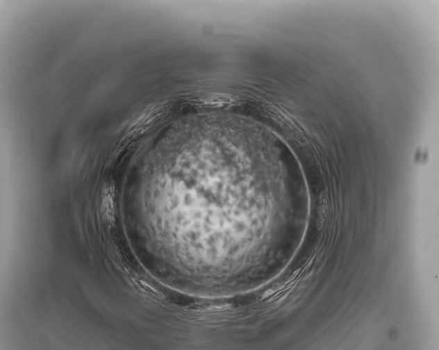 X0000096181394200801251204