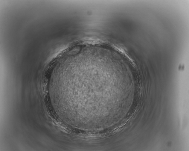 X0000096181399200801251204