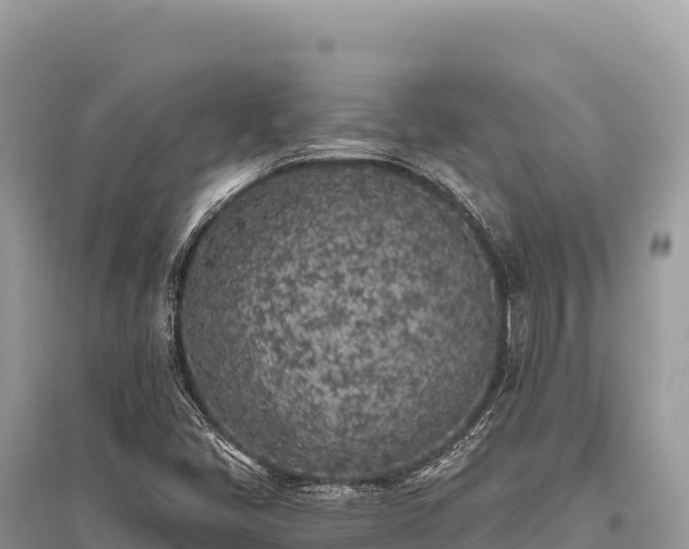 X0000096181405200801251204