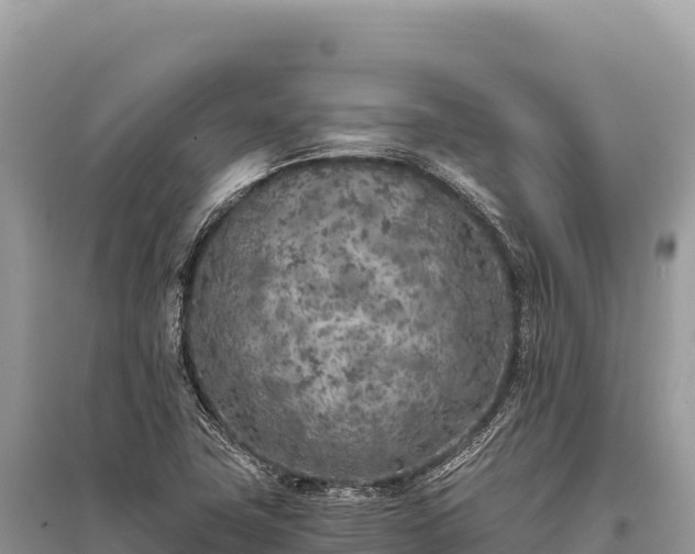 X0000096181411200801251205