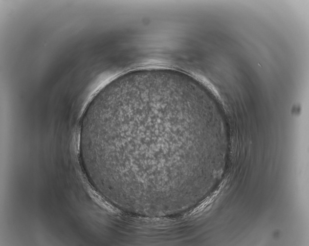 X0000096181413200801251205