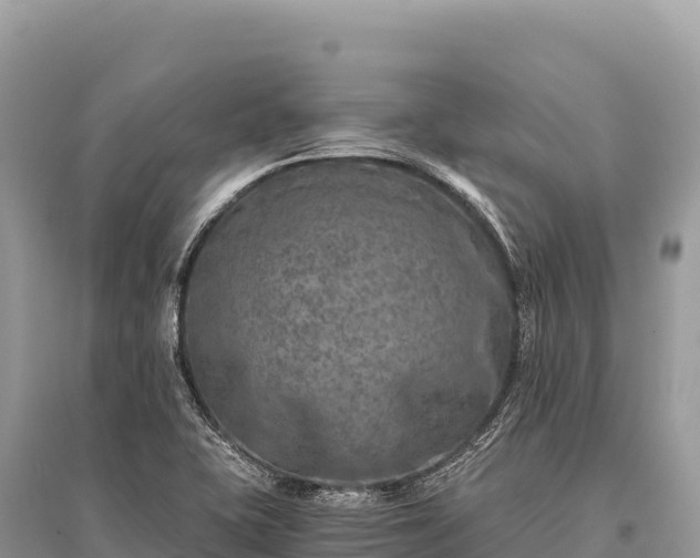 X0000096181415200801251205