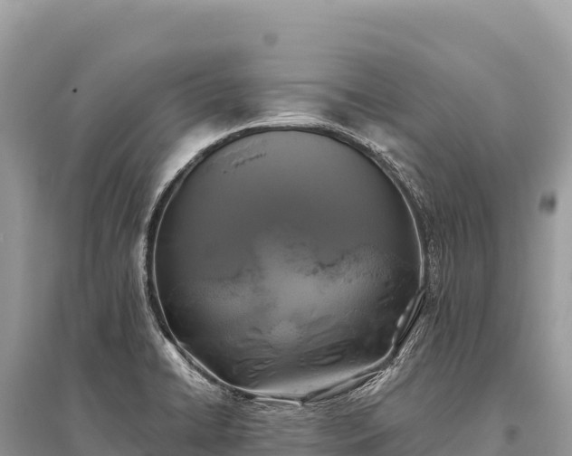 X0000096181422200801251205
