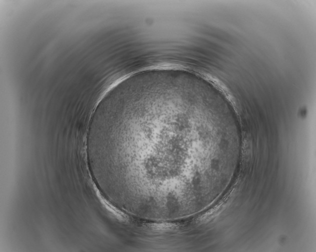 X0000096181425200801251205