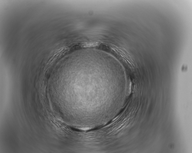 X0000096181441200801251204