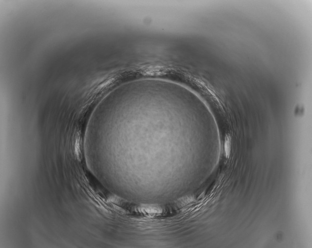 X0000096181444200801251204