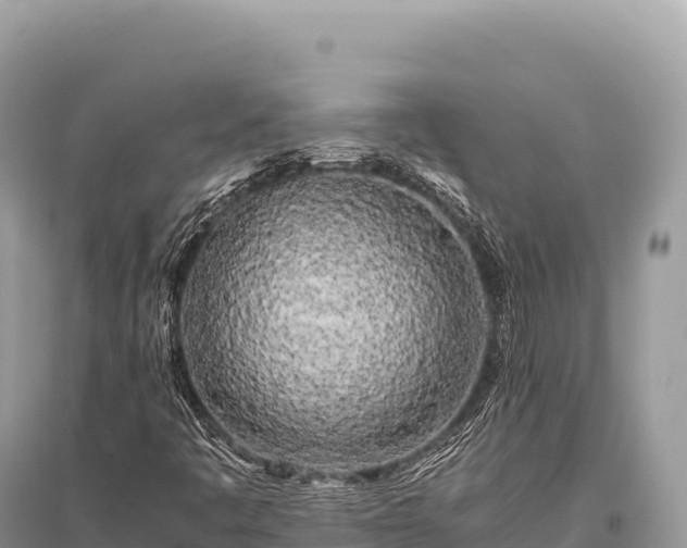X0000096181445200801251204