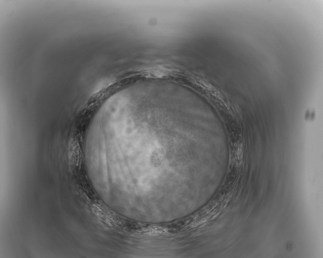 X0000096181446200801251204