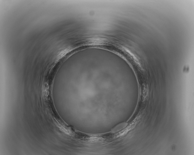 X0000096181449200801251204