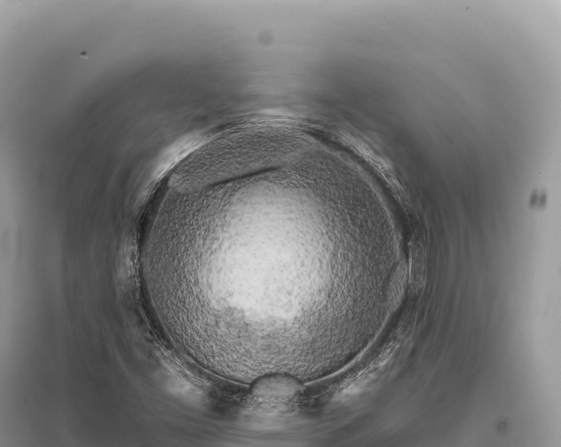 X0000096181453200801251204