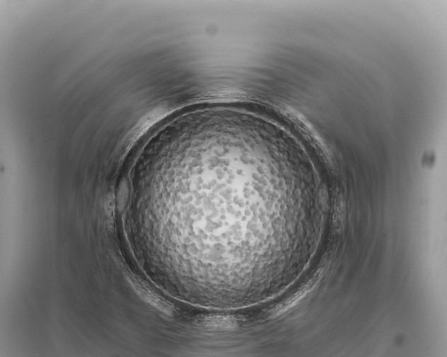 X0000096181457200801251204