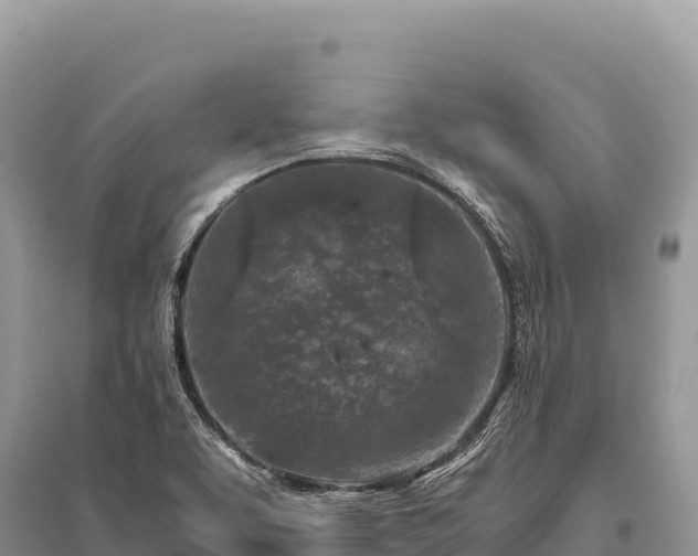 X0000096181463200801251204
