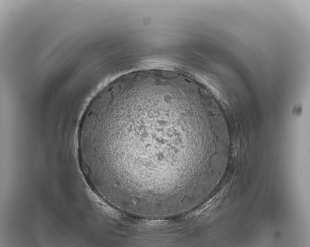 X0000096181471200801251204