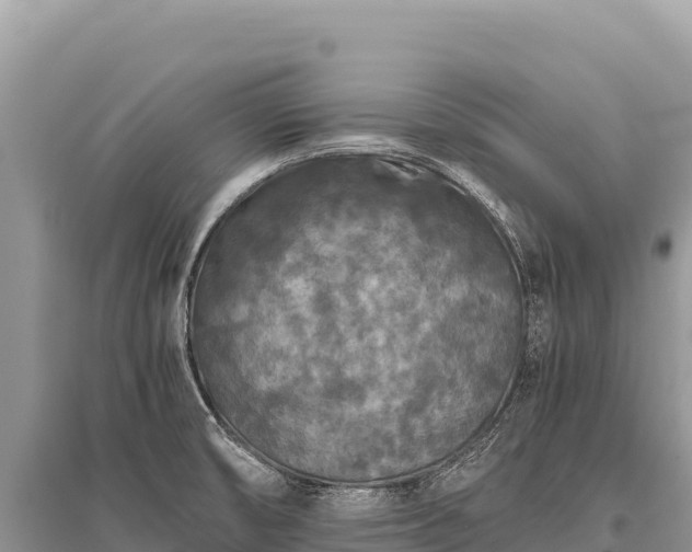 X0000096181474200801251204