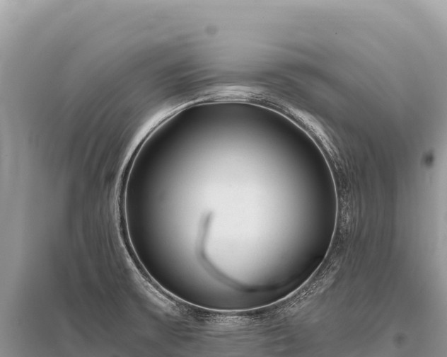 X0000096181475200801251204