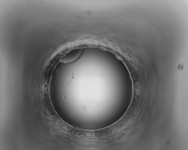 X0000096181495200801251203